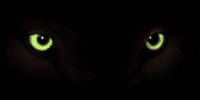 cat81